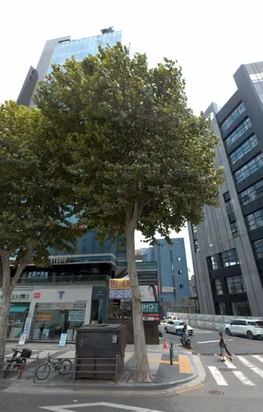 tree photo