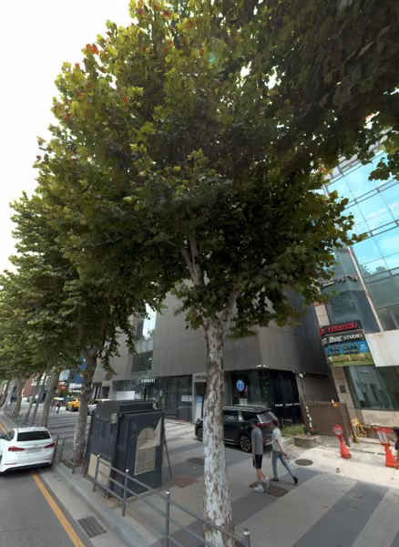 tree photo