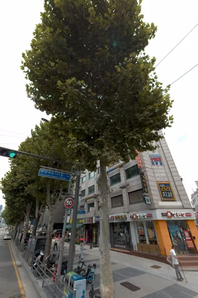 tree photo