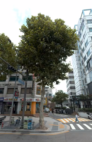 tree photo