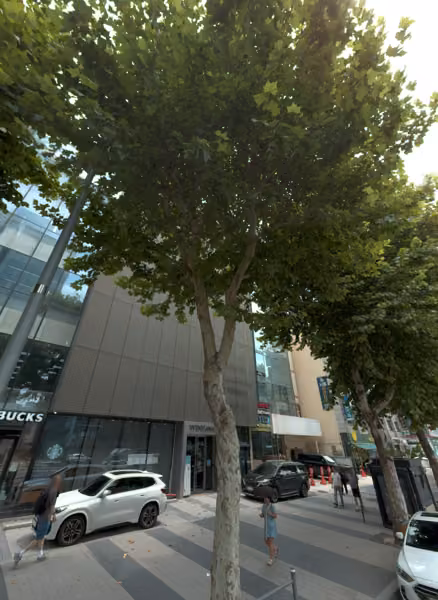 tree photo