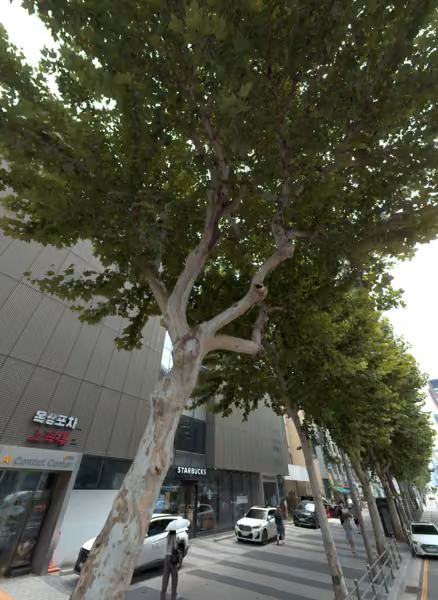 tree photo