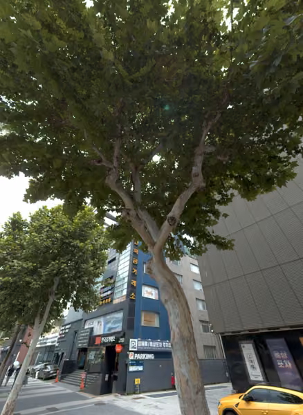 tree photo
