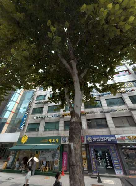 tree photo