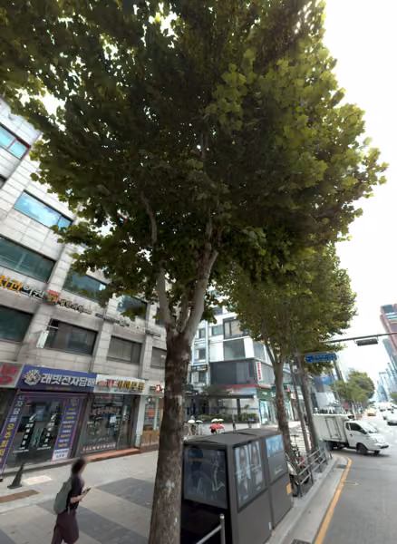 tree photo