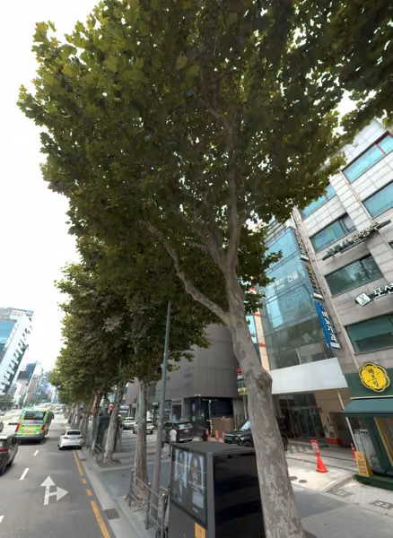tree photo