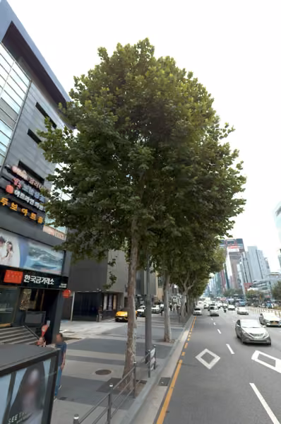 tree photo