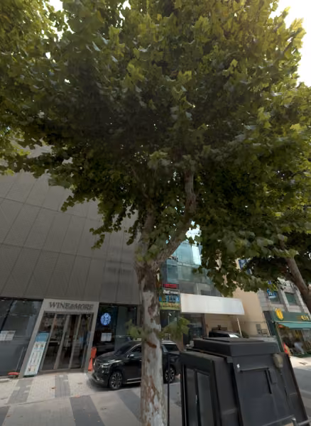 tree photo
