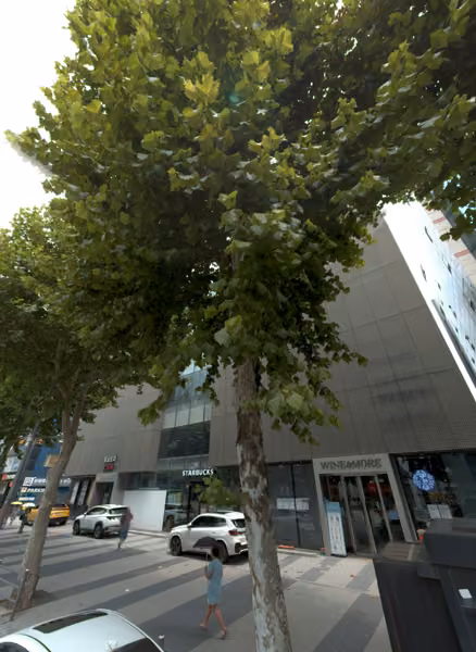 tree photo