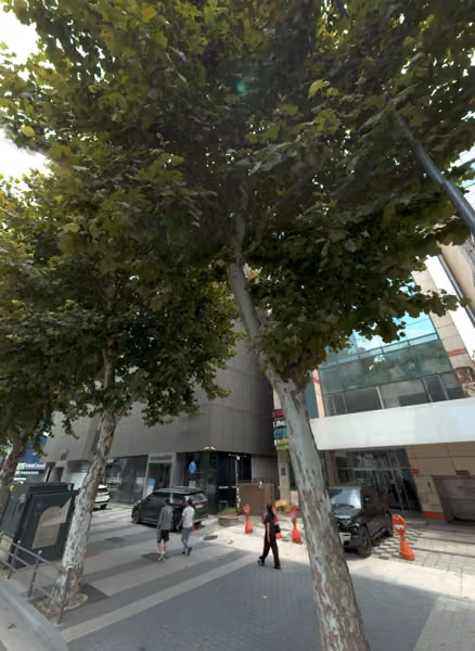 tree photo