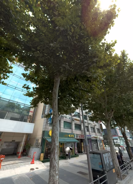 tree photo