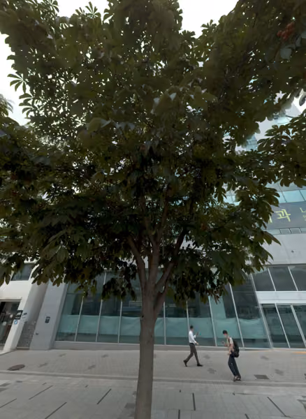 tree photo