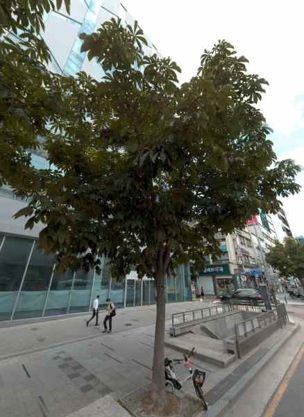 tree photo