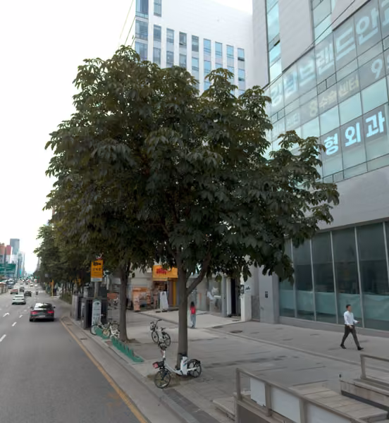 tree photo