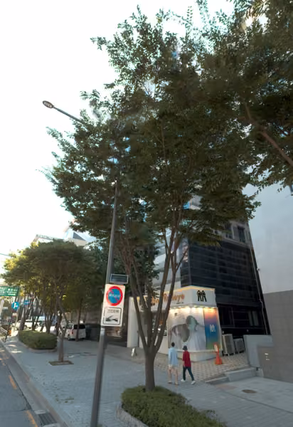 tree photo