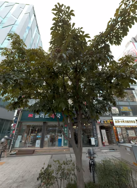 tree photo