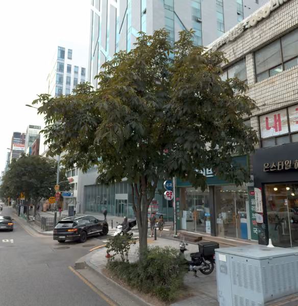 tree photo