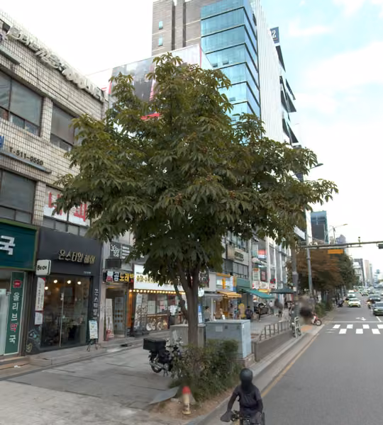 tree photo