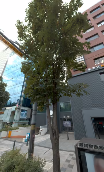 tree photo