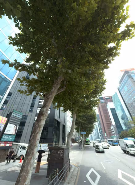 tree photo
