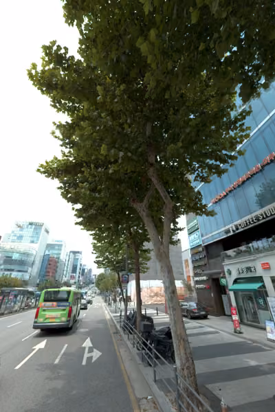 tree photo