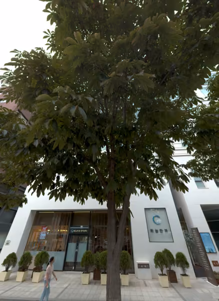 tree photo