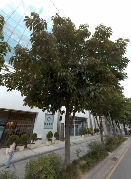 tree photo