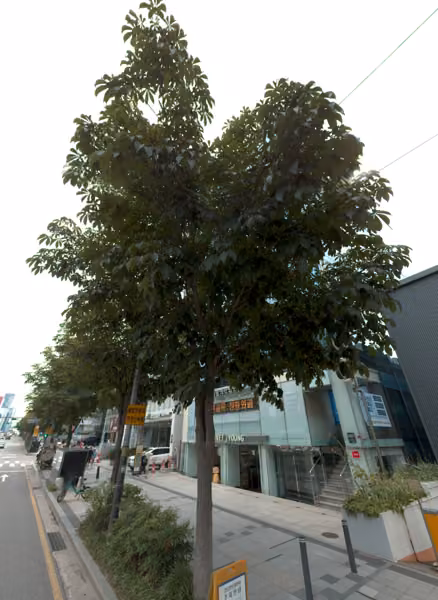 tree photo