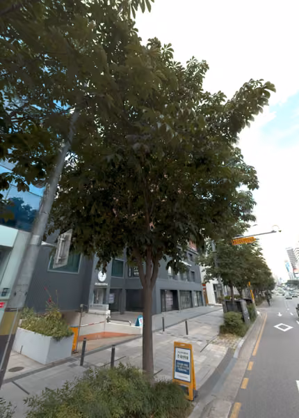tree photo
