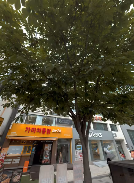 tree photo