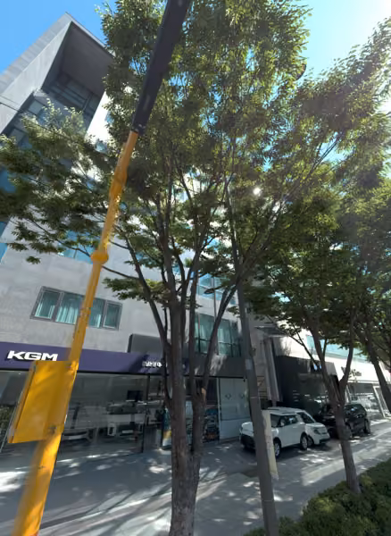 tree photo