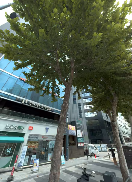tree photo