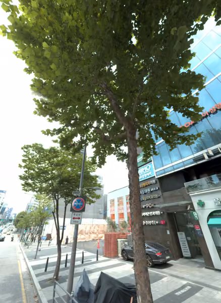 tree photo