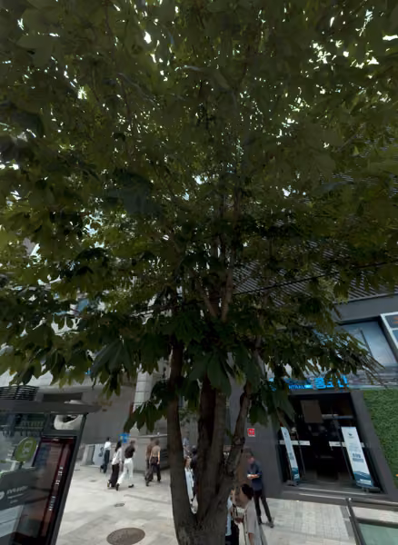 tree photo
