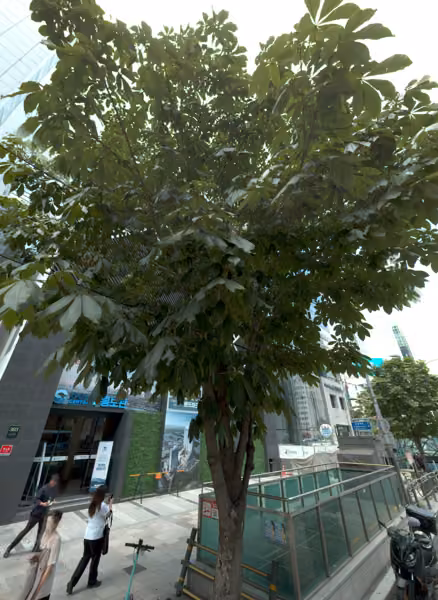 tree photo
