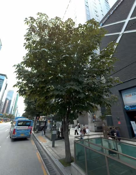 tree photo