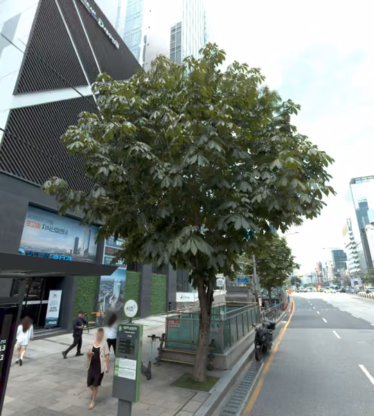 tree photo