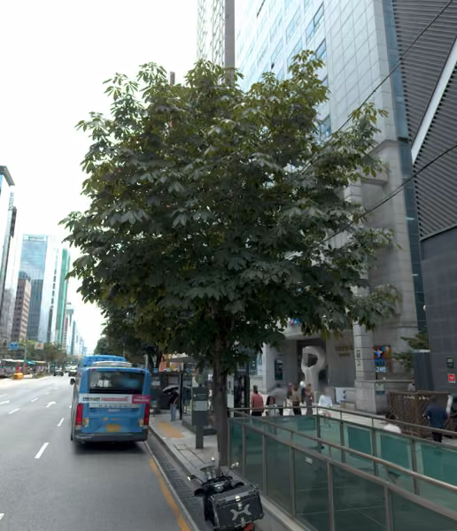 tree photo