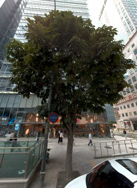 tree photo