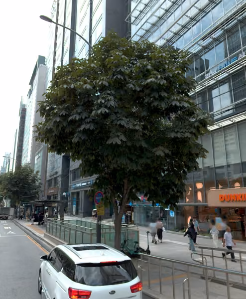 tree photo