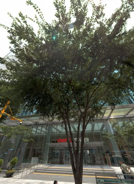 tree photo