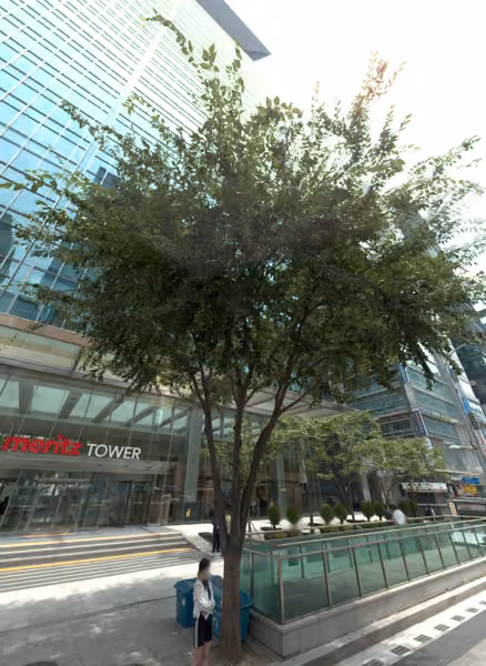 tree photo