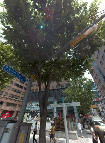 tree photo