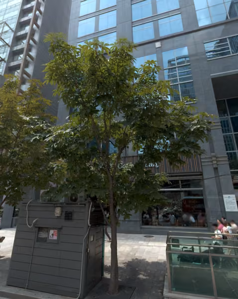 tree photo