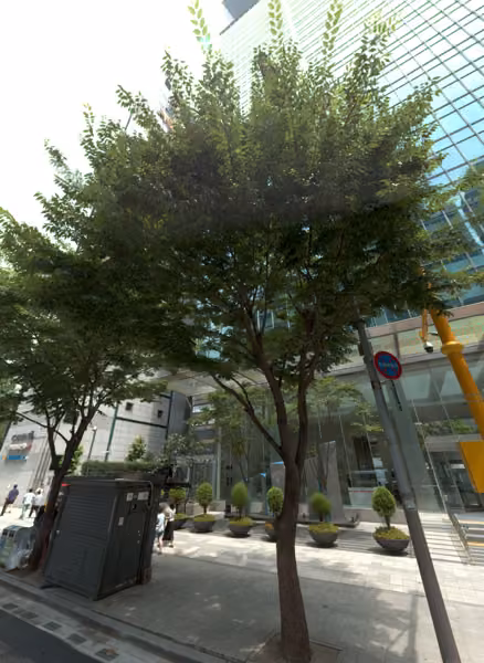 tree photo
