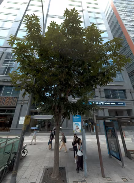 tree photo