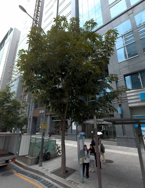 tree photo