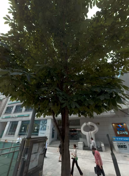 tree photo