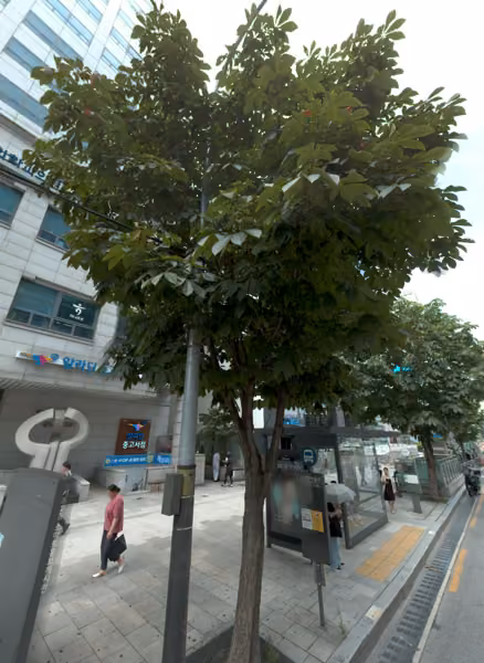 tree photo