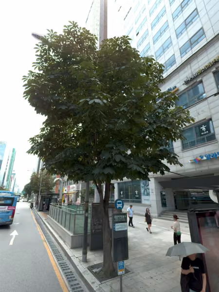 tree photo